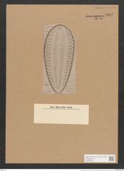 Surirella grindleri Jan. (de-Toni-Nr.: Genus 53, Species 2395) Zeichnungen Sammlung Grunow Nr. 4802 (NHMW-BOT-W0372951)
